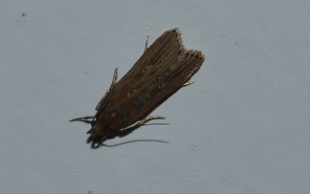 Helcystogramma triannulella - szuláksodró lápimoly