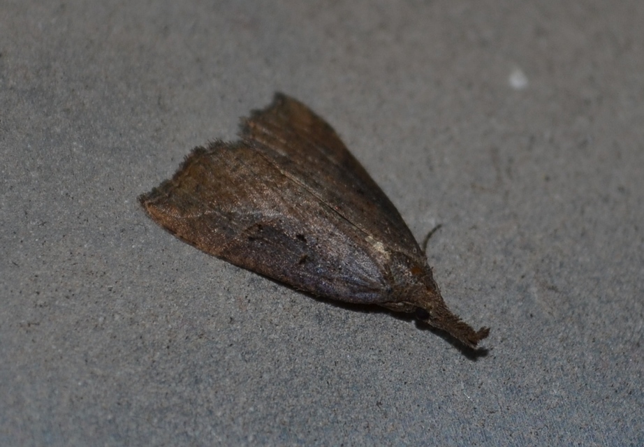 Hypena rostralis - közönséges karcsúbagoly