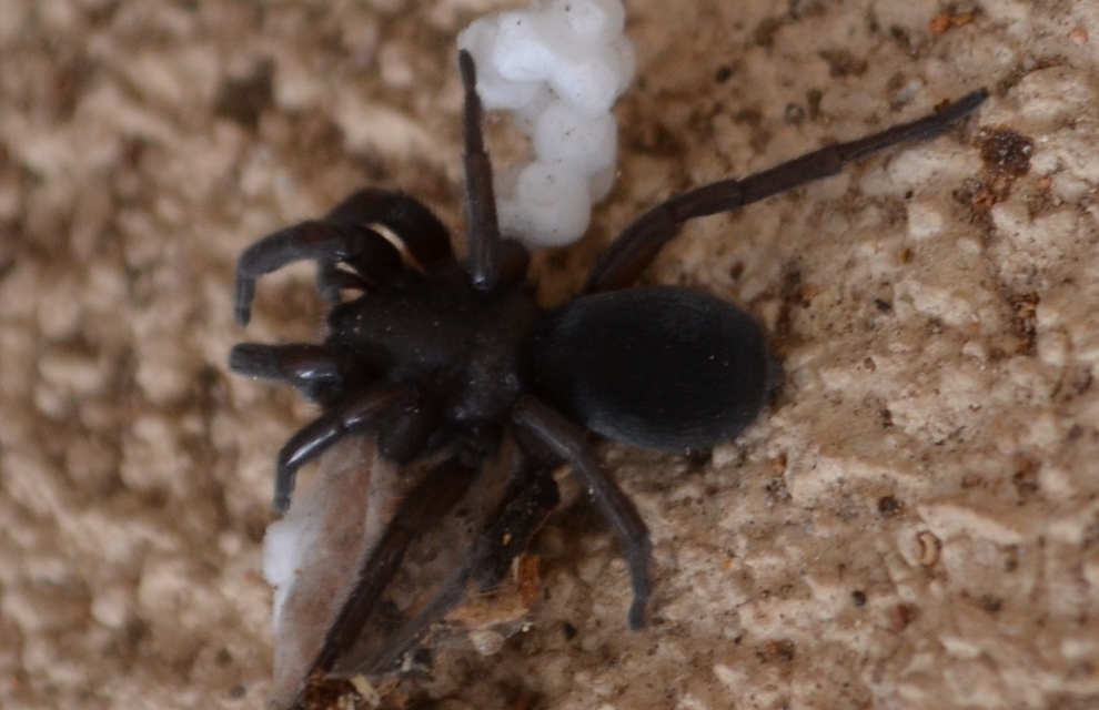 Gnaphosidae - kövipókok