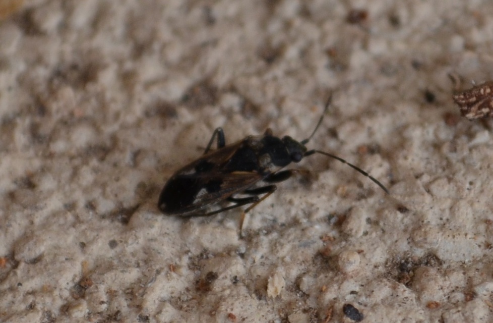 Rhyparochromus vulgaris - közönséges díszesbodobács