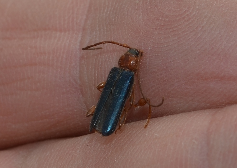 Phymatodes testaceus - változékony korongcincér Phymatodes testaceus - változékony korongcincér