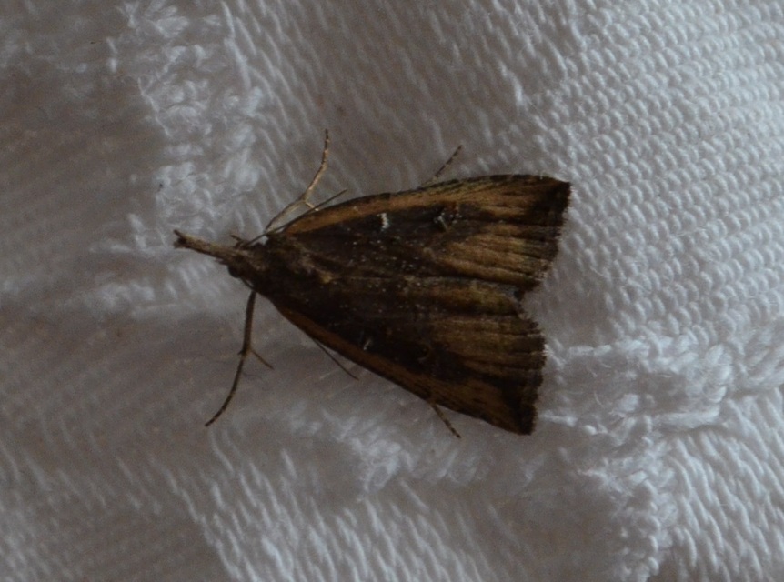 Hypena rostralis - közönséges karcsúbagoly