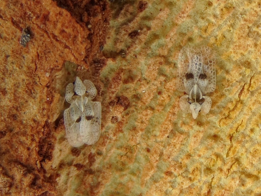 Corythucha ciliata - platán-csipkéspoloska