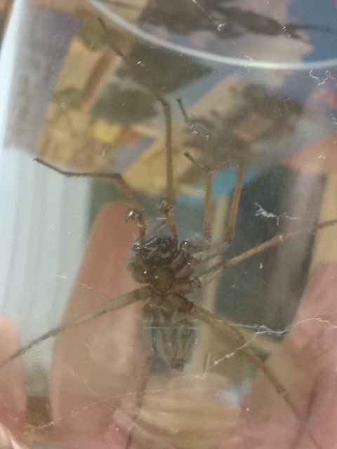 Eratigena atrica - nagy zugpók