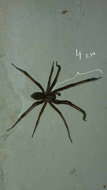 Eratigena atrica - nagy zugpók