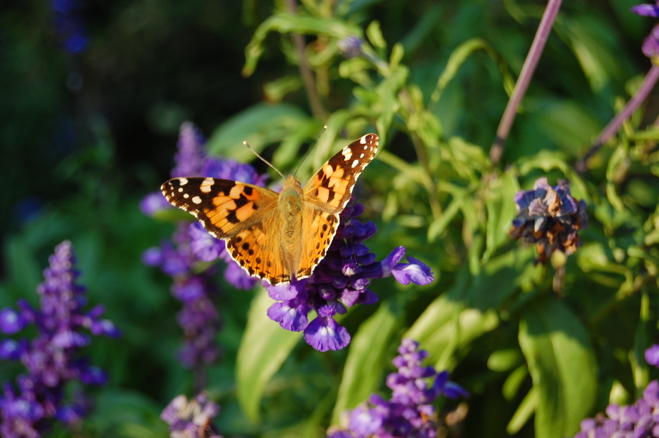 Vanessa cardui - bogáncslepke