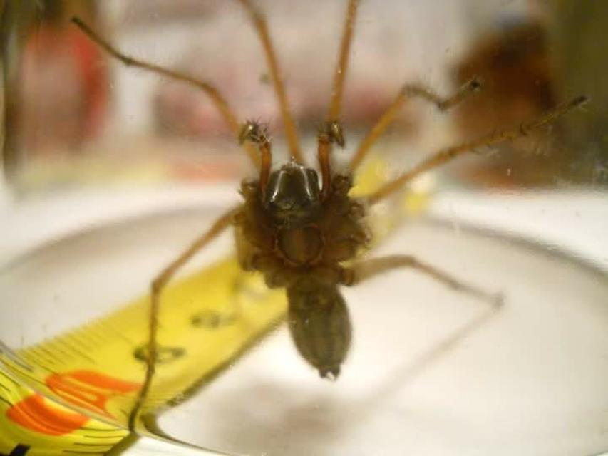 Eratigena atrica - nagy zugpók