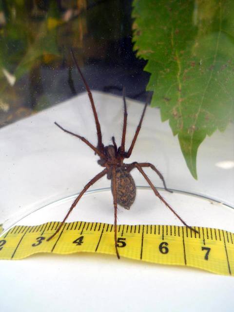 Eratigena atrica - nagy zugpók