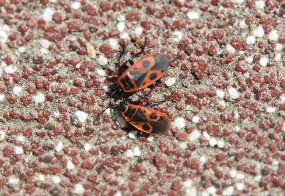 Pyrrhocoris apterus - verőköltő poloska