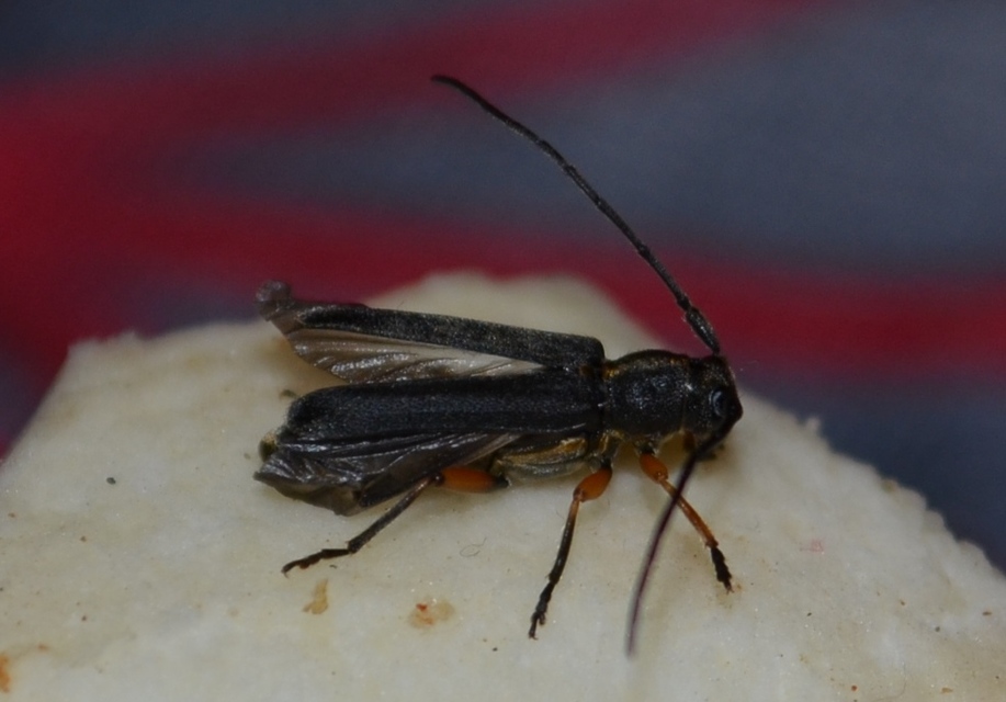 Phytoecia icterica - murokcincér Phytoecia icterica - murokcincér