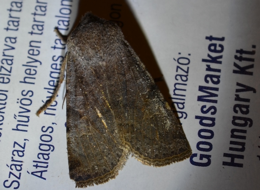 Conistra rubiginosa - szürke télibagoly