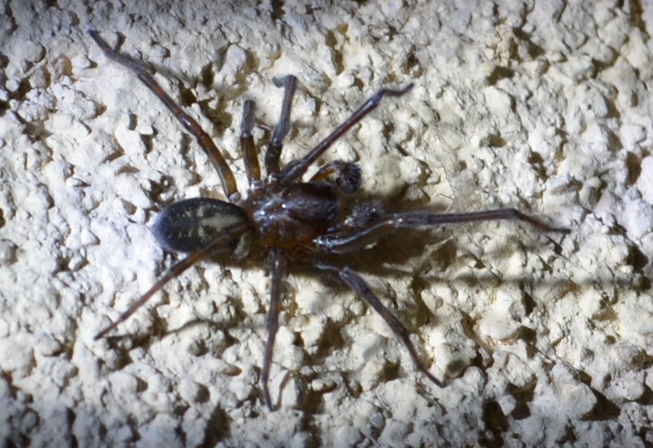 Amaurobius ferox - nagy eretnekpók