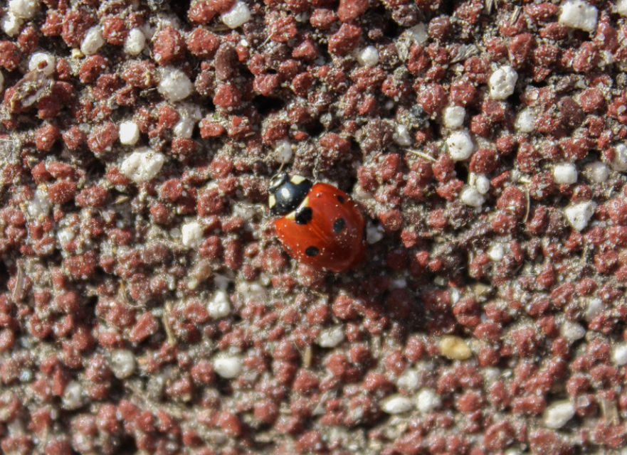 Coccinella septempunctata - hétpettyes katica