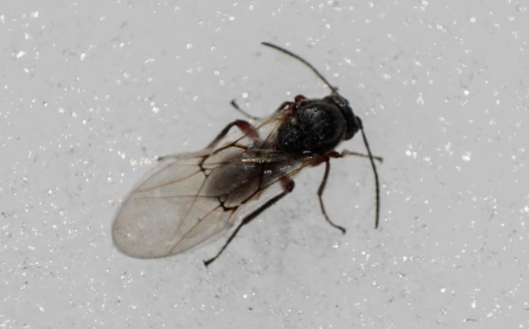 Cynipidae - gubacsdarazsak