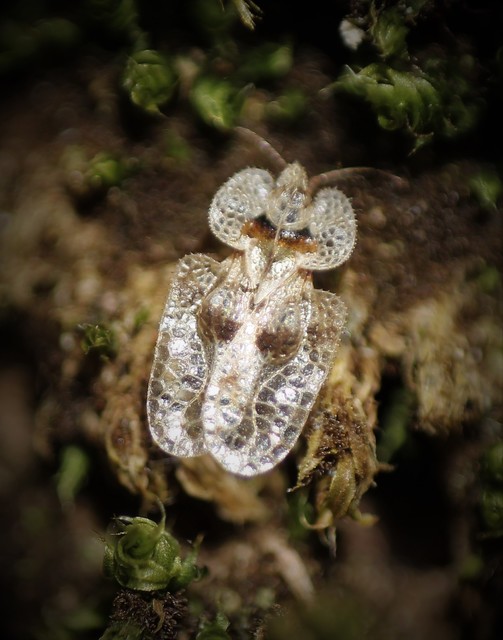 Corythucha arcuata - tölgy-csipkéspoloska