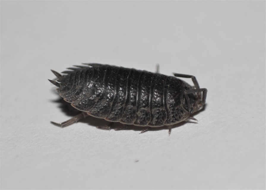 Porcellio scaber - érdes pinceászka