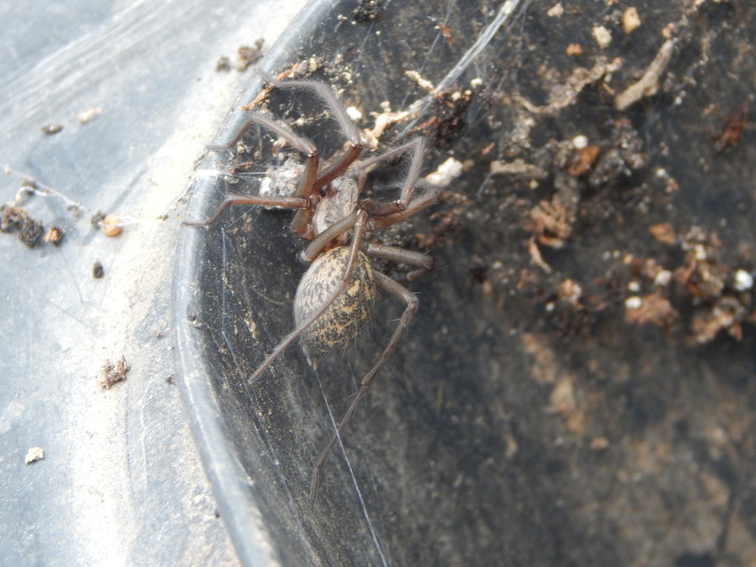 Eratigena atrica - nagy zugpók