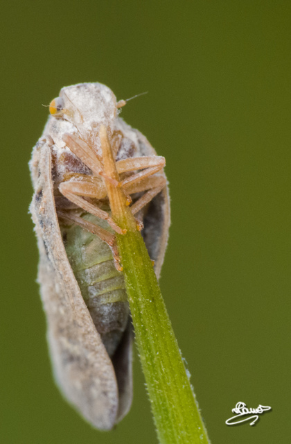 Metcalfa pruinosa - amerikai lepkekabóca