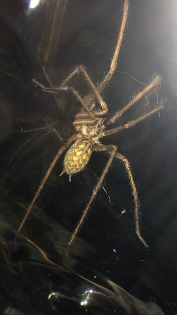 Eratigena atrica - nagy zugpók