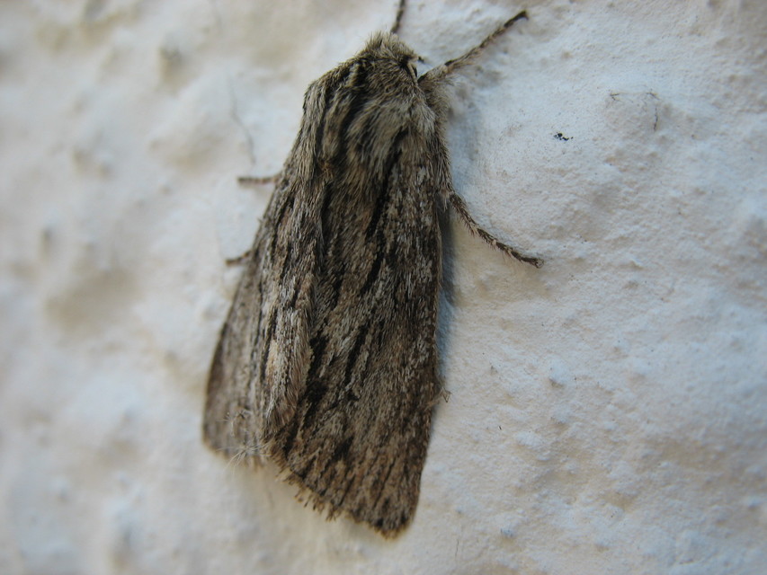 Asteroscopus sphinx - csillagnéző bundásbagoly