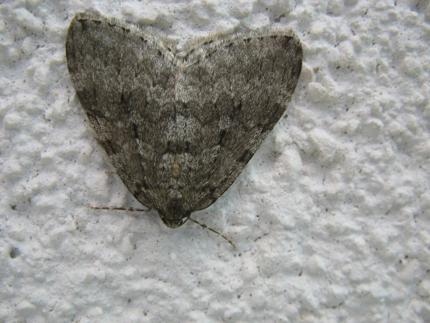 Epirrita christyi/dilutata