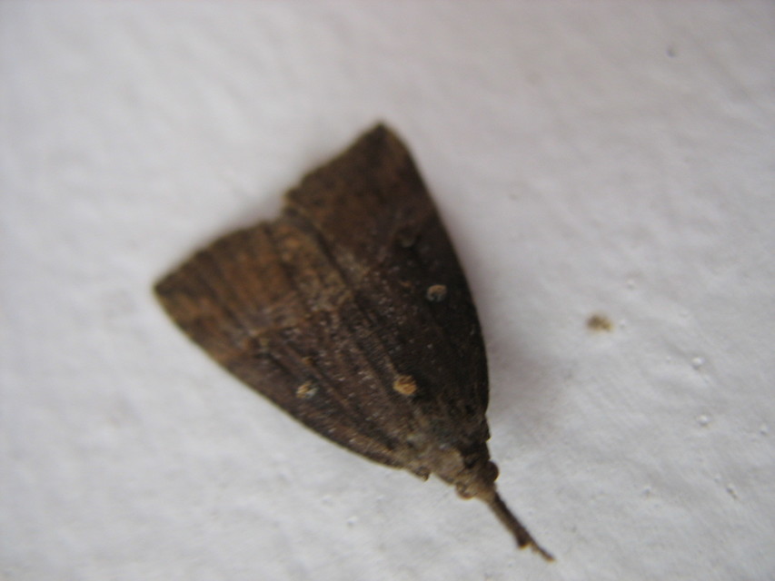 Hypena rostralis - közönséges karcsúbagoly