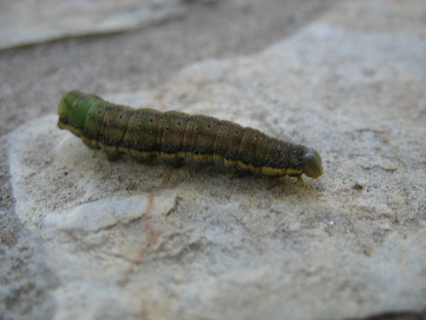 Lacanobia oleracea - saláta-kertibagoly