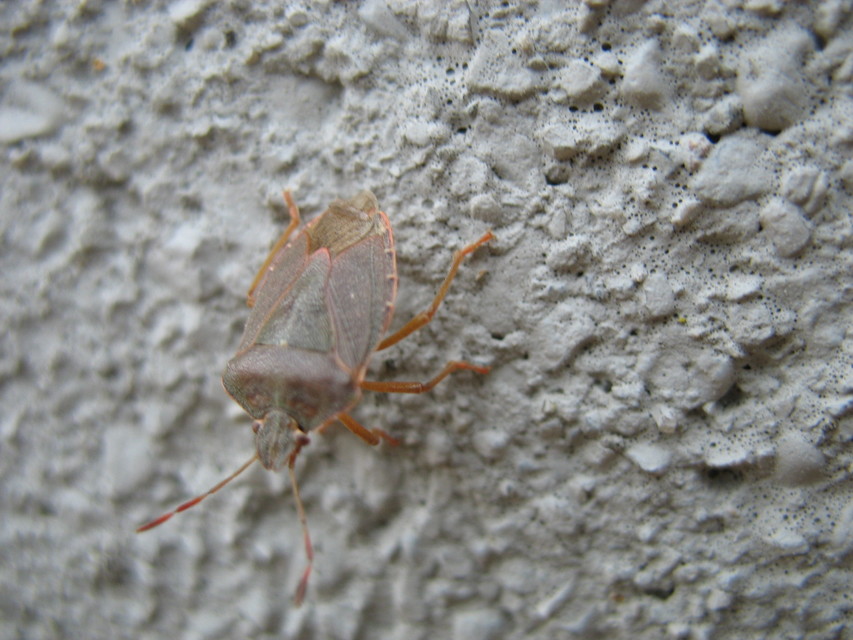 Palomena prasina - zöld bogyómászó-poloska Palomena prasina - zöld bogyómászó-poloska