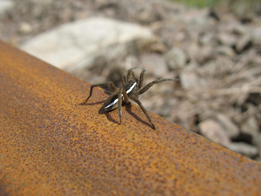 Dolomedes fimbriatus - szegélyes vidrapók