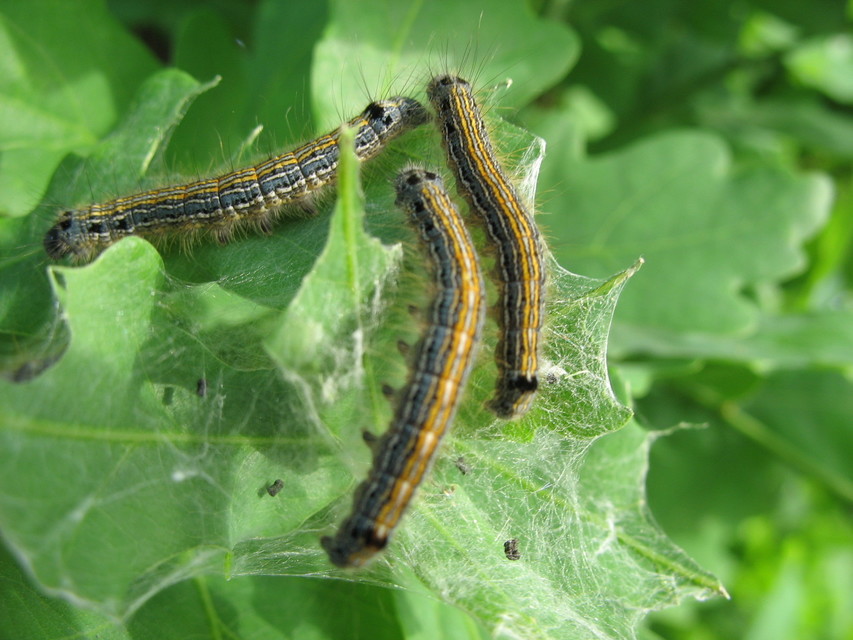 Malacosoma neustria - gyűrűsszövő