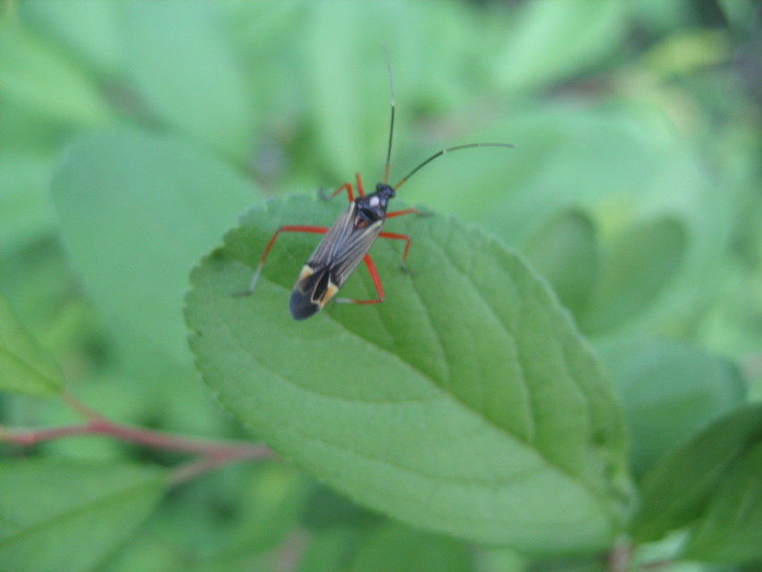 Miris striatus - sávos mezeipoloska
