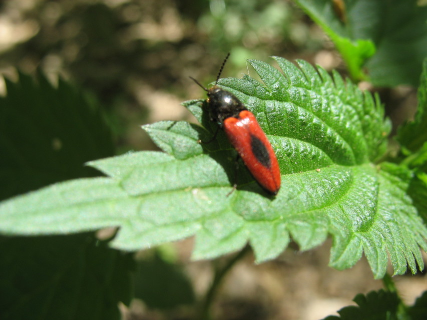 Ampedus sanguinolentus - középfoltos pattanó