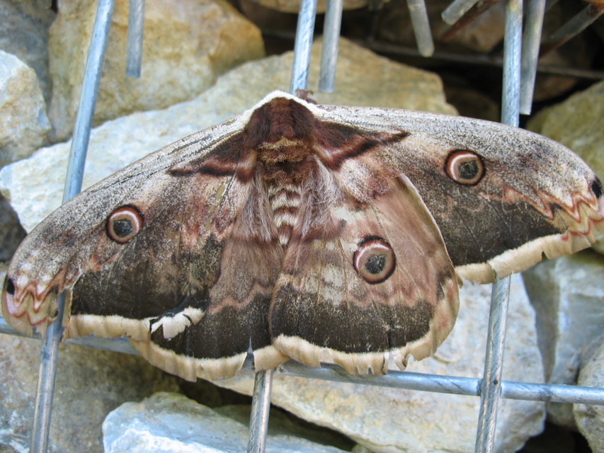 Saturnia pyri - nagy pávaszem
