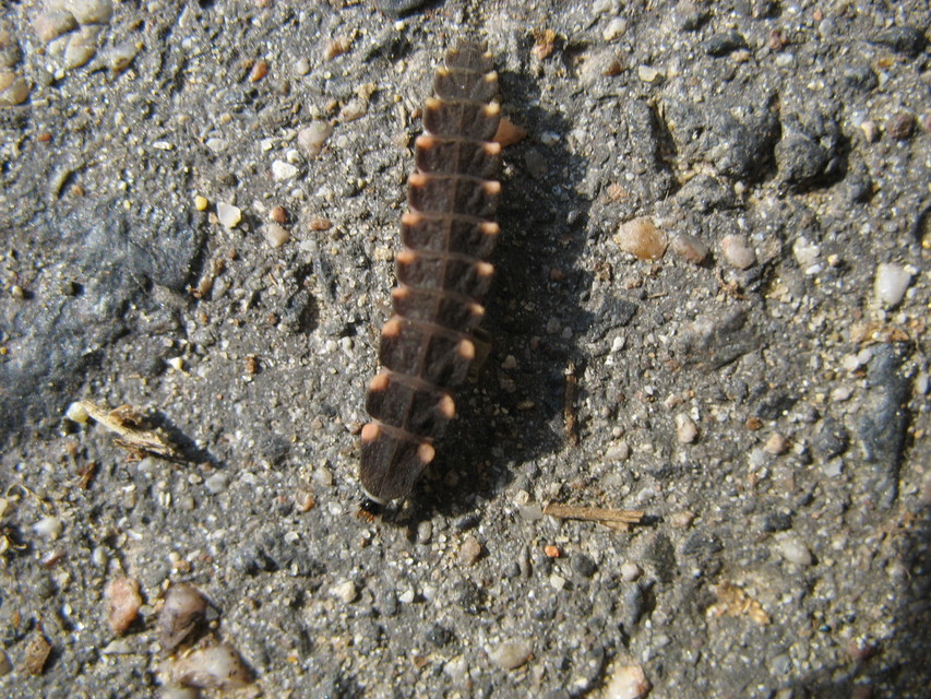 Lampyris noctiluca - nagy szentjánosbogár