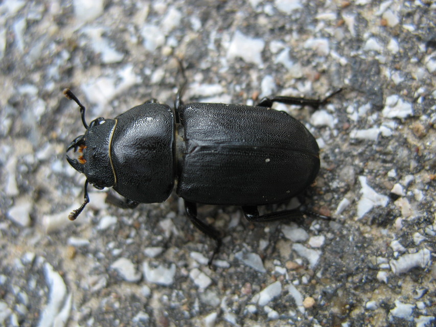 Dorcus parallelipipedus - kis szarvasbogár