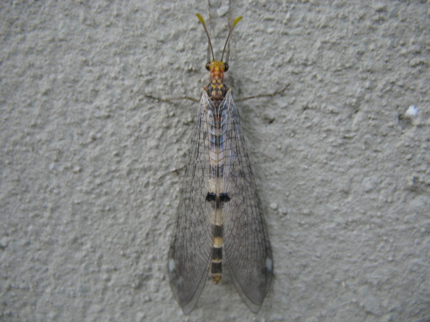 Megistopus flavicornis - kétfoltos hangyaleső Megistopus flavicornis - kétfoltos hangyaleső