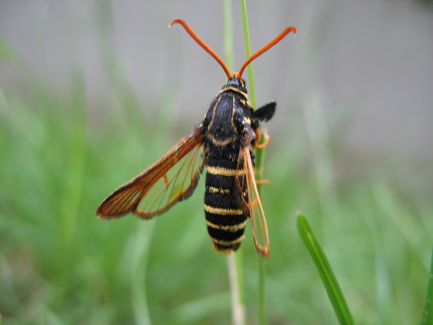 Paranthrene insolita polonica - tölgyfa-bögölyszitkár
