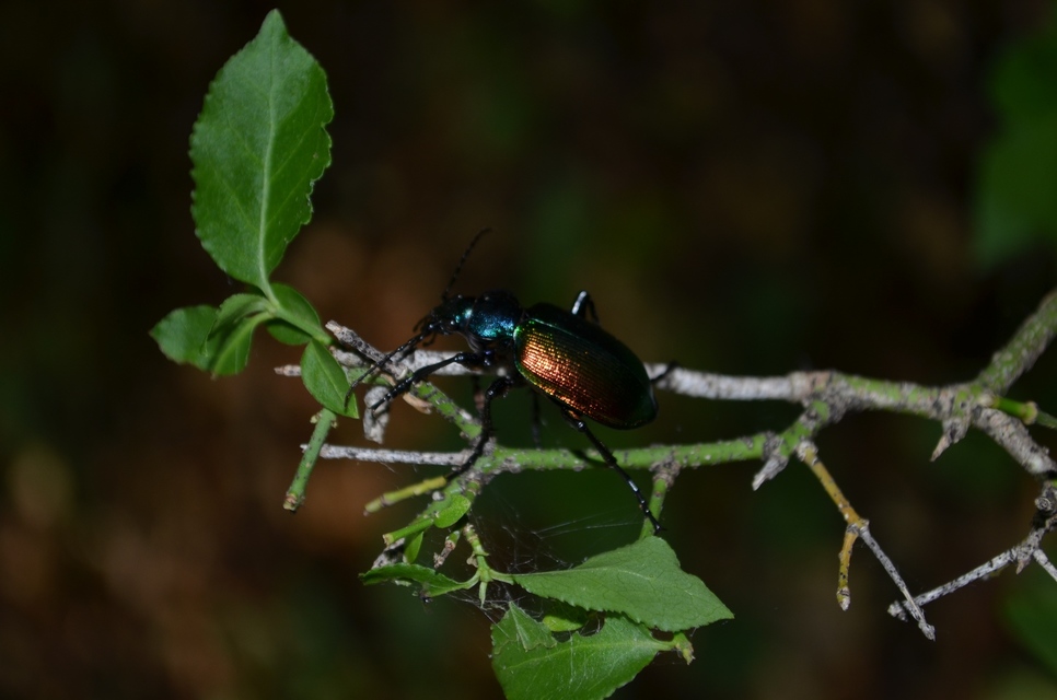 Calosoma sycophanta - aranyos bábrabló