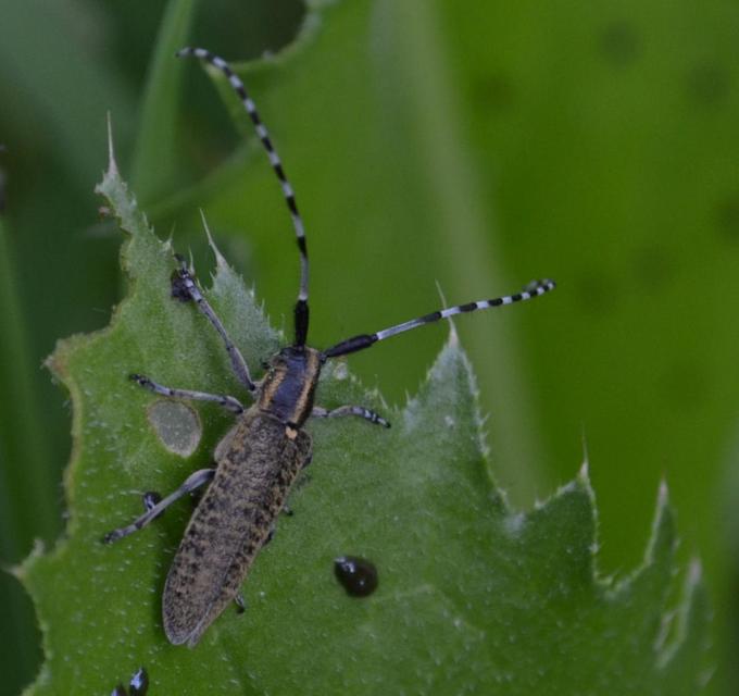 Agapanthia villosoviridescens - fehérgyűrűs bogáncscincér