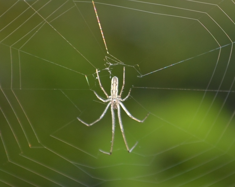 Tetragnatha