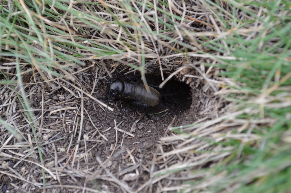 Gryllus campestris - mezei tücsök