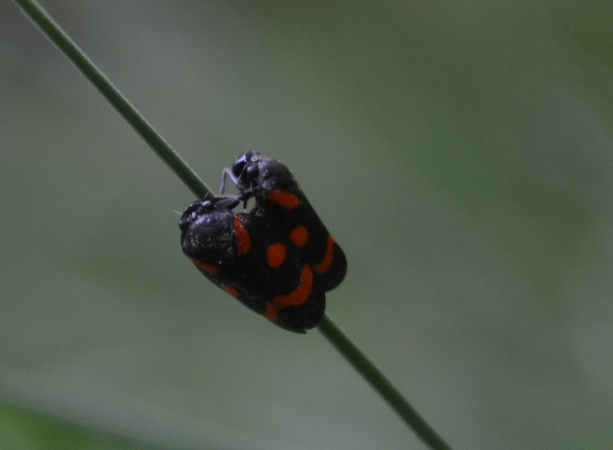 Cercopis arcuata/sanguinolenta