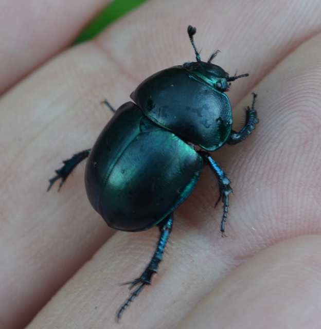 Trypocopris vernalis - tavaszi álganéjtúró