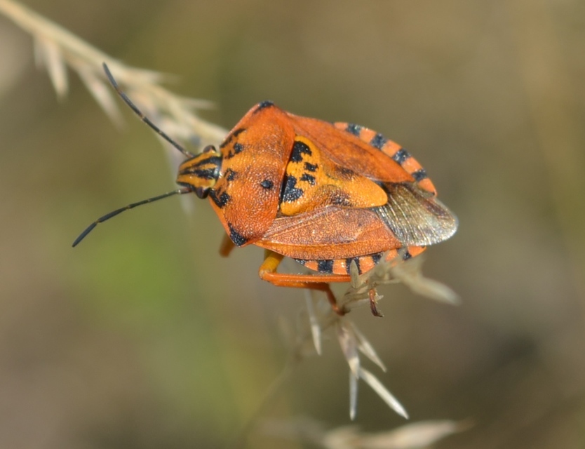 Carpocoris Carpocoris
