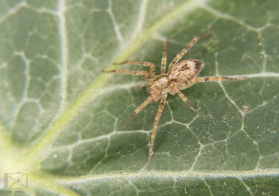 Anyphaena accentuata - jegyespók