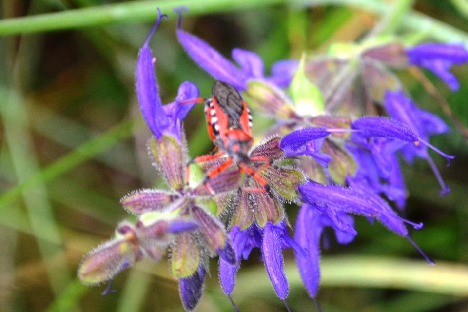 Rhynocoris iracundus - közönséges gyilkospoloska