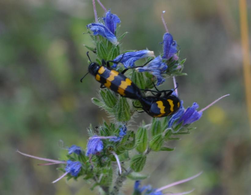 Mylabris variabilis - szalagos hólyaghúzó Mylabris variabilis - szalagos hólyaghúzó