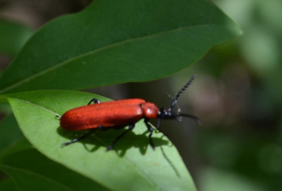 Pyrochroa coccinea - nagy bíborbogár