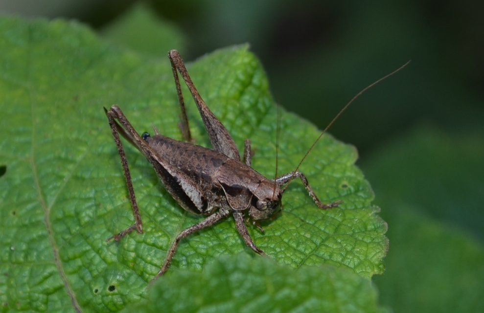 Pholidoptera griseoaptera - szürke avarszöcske