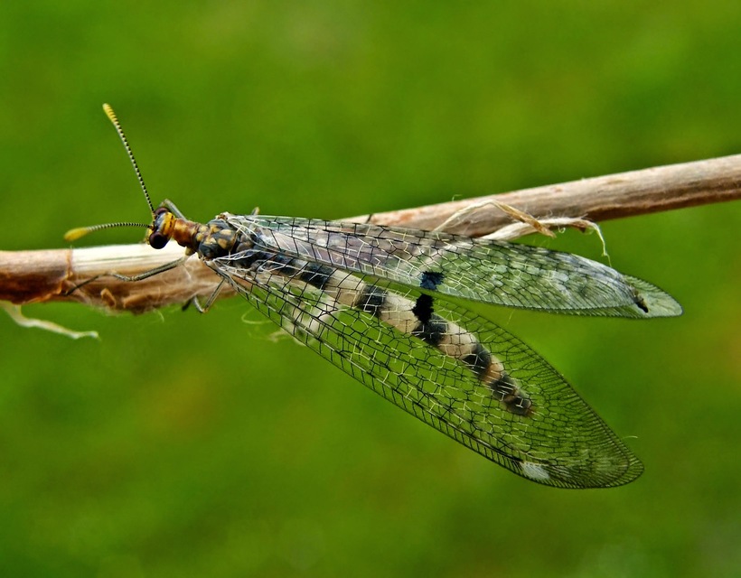 Megistopus flavicornis - kétfoltos hangyaleső Megistopus flavicornis - kétfoltos hangyaleső